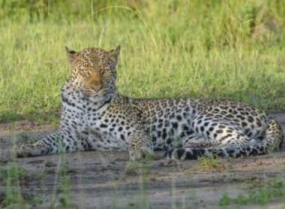 8-Day Uganda Wildlife, Gorilla & Chimp Trekking Safari