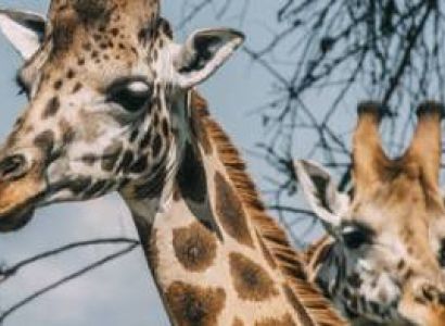 12-Day Gorillas - Wildlife Vacation Safari In Uganda Tour
