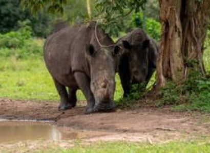 14-Day Uganda Wildlife - Gorillas Adventure-Midrange Trip