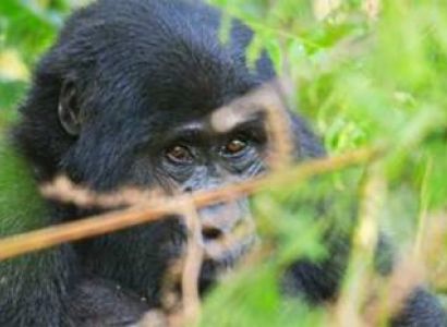 3-Day Amazing Gorilla Trekking In Uganda Tour