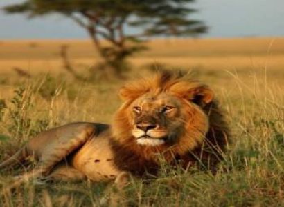 3-Day Masai Mara Migration Budget Safari