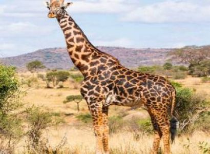 3-Day Luxury Masai Mara Migration Safari