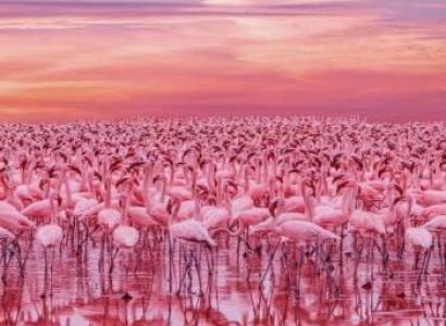 3-Day Masai Mara & Lake Nakuru National Park Safari