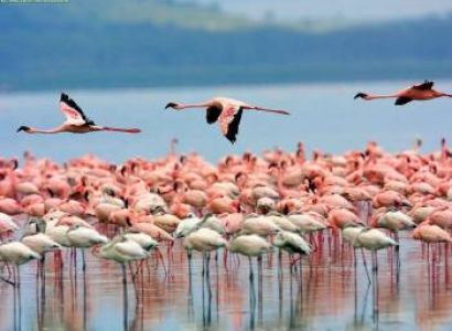 4-Day  Masai Mara, Lake Nakuru, and Lake Naivasha Safari