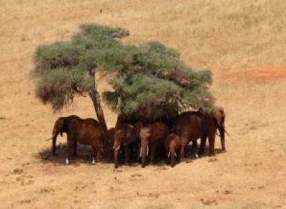 3 Days Tsavo East And Amboseli - African Wildlife Safari From Mombasa