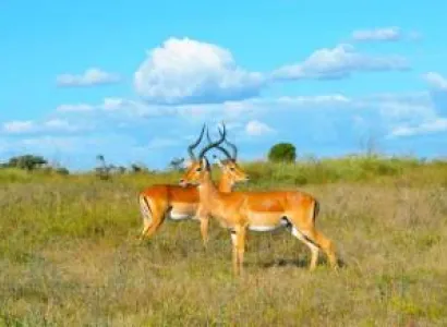 3 Days Tsavo East And West African Wildlife Safari From Mombasa