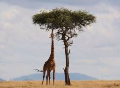 7D Tsavo East - Tsavo West - Amboseli - Masai Mara - Lake Nakuru - Bogoria Road Safari From Mombasa