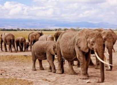 5D Mombasa Safaris To Tsavo East - Amboseli - Tsavo West And Taita Hills Saltlick