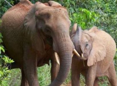 7D Shimba Hills-Tsavo East-Saltlick-Amboseli And Tsavo West - African Wildlife Safari From Mombasa