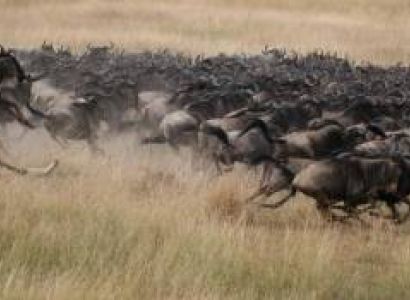 4-Day Ndutu Migration Safari Calving Season