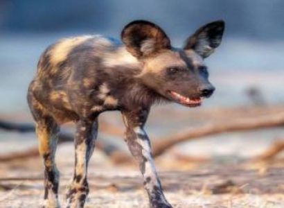 4 Days / 3 Nights Nyerere National Park Safari