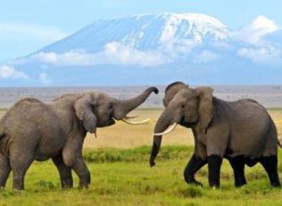 Jirani Connection Safari