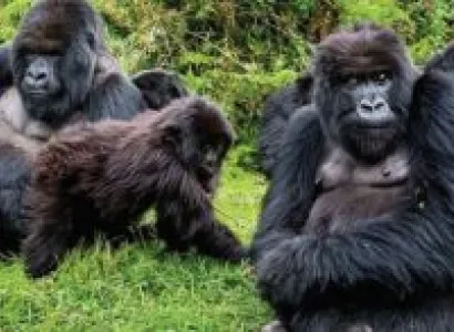 3 Day Gorilla Fly - Safari Uganda Tour