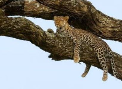 2 Days Camping Safari