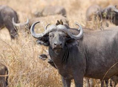 A wonderful trip 2 Nights 3 Days to Mikumi National Park