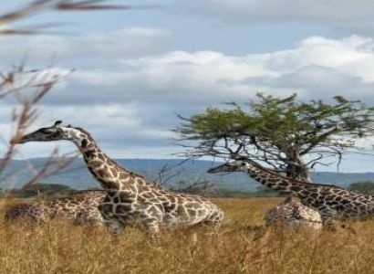 Day Trip Safari From Zanzibar To Mikumi National Park By Flight