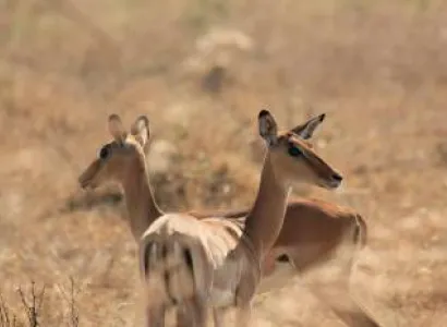 2- Day Mikumi from Dar Es Salaam