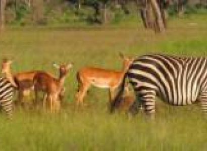 2 Days Safaris To Mikumi National Park - Udzungwa Mountains Tour