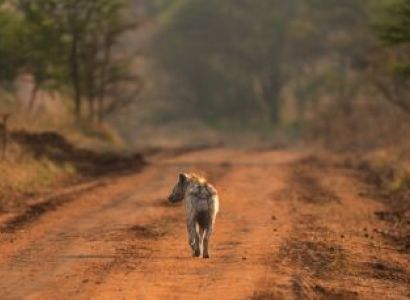 8 Days Special Celebration Safari Tour