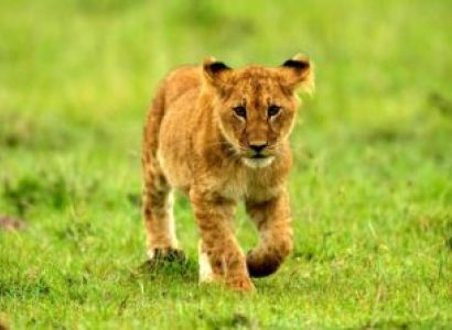 8 Days Nuru Safari Tour