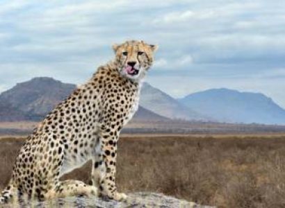 8 Days Cheetah Safari Tour