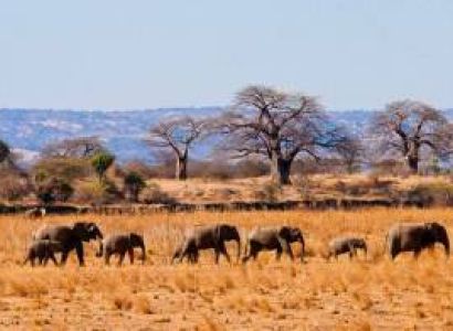Day Trip Safari - Arusha - Tarangire And Manyara