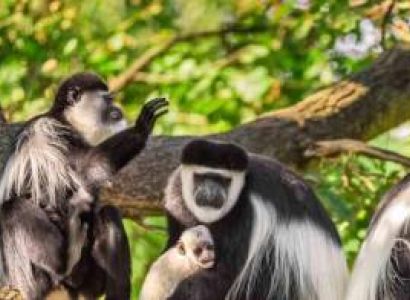 5 Days Safari Program Semi-Luxury Tarangire - Serengeti And Ngorongoro Tour