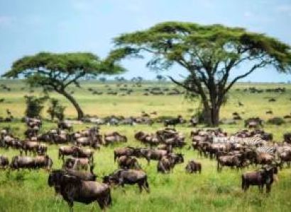 6 Days Budget Safari Manyara - Serengeti - Tarangire Tour