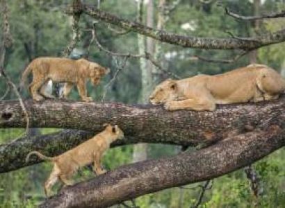 9D Safari Program Manyara-Lake Eyasi-Serengeti Migration-Ngorongoro-Tarangire Tour