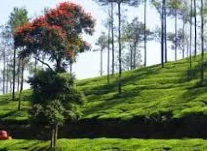 theni to Vagamon & Kuttikkanam: The Misty Hills Express (1 Night / 2 Days)