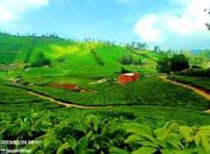 Theni to Ooty & Masinagudi Group Tour (3N/4D) with Rengha Holidays in 53 Seater Bus