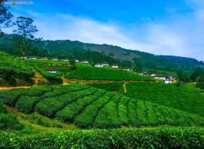 Luxury Munnar & Thekkady Tour (2 Nights / 3 Days) 12+1 Luxury Tempo Traveller