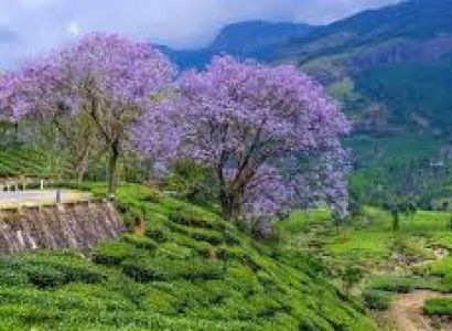 Spices, Mist, & Coast: Madurai to Thekkady, Vagamon, Kochi & Munnar Luxury Tour – 4N/5D! (2+2 45-S