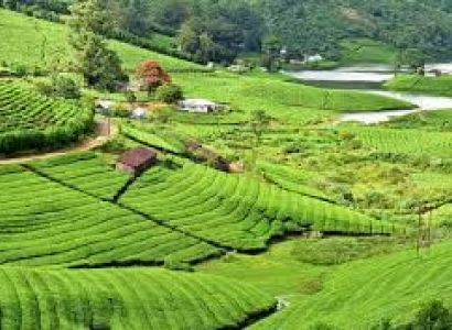 2 Nights / 3 Days Munnar & Thekkady Executive Coach Tour 40 Seater