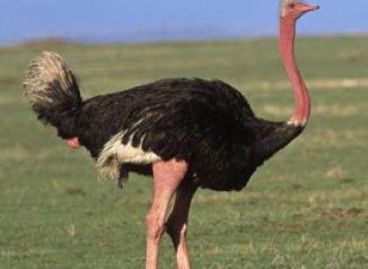 5 Days Lake Nakuru Masai Mara Lake Naivasha Budget Safari