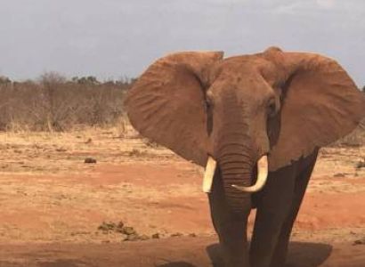 5 Days Tsavo East Tsavo West Amboseli Safari