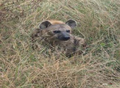 Kenya Safari Adventure Package (6 Days / 5 Nights)