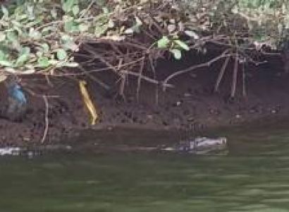 One Day Crocodile Trip In Goa