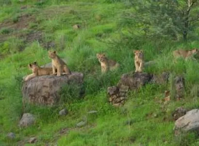 Dwarka - Somnath - Gir Tour Package