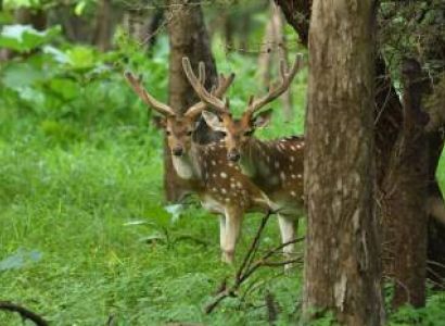 Dwarka - Somnath - Sasan Gir Tour Package