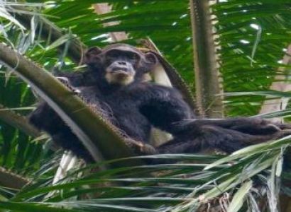 4-Day Gombe National Park Chimpanzee Trekking Safari