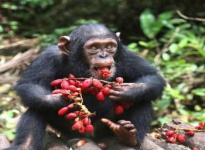 5-Day Mahale Mountain Chimpanzee Trekking Safari