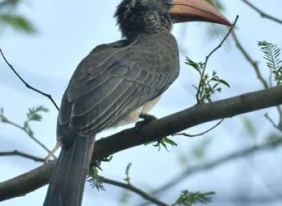 8 Days in Udzungwa Mountains (264113)