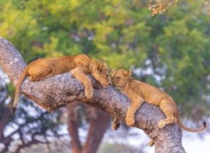 5 Days Tanzania Lodge Safari Tour