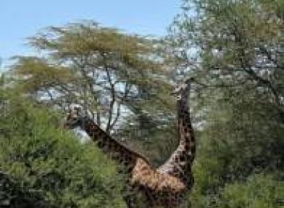 8 Days Tanzania Big Five Safari