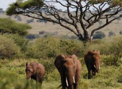 9 Days Serengeti Wildebeest Migration Safari