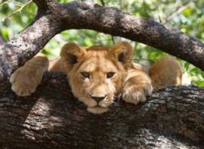 6 Days Tanzania Camping Safari