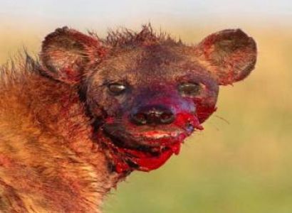 3 day Migration safari