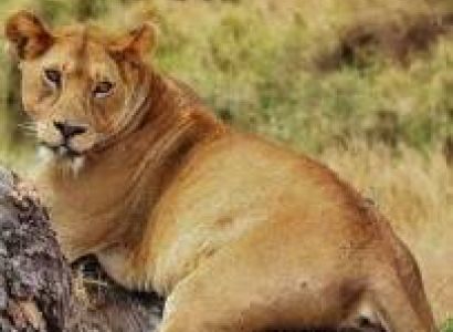 Nyerere National Park Wild Boat - Game Safari Tour