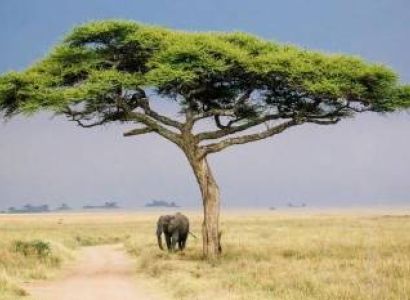 Serengeti 6 Days Safari Tour